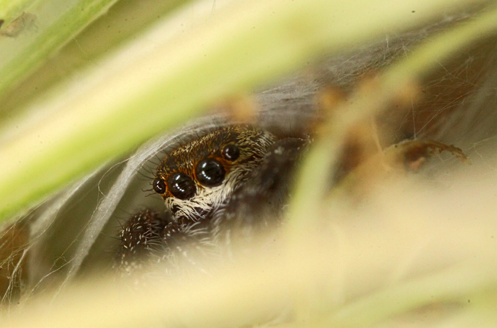 LD9042011MACROVJT166X1000.jpg