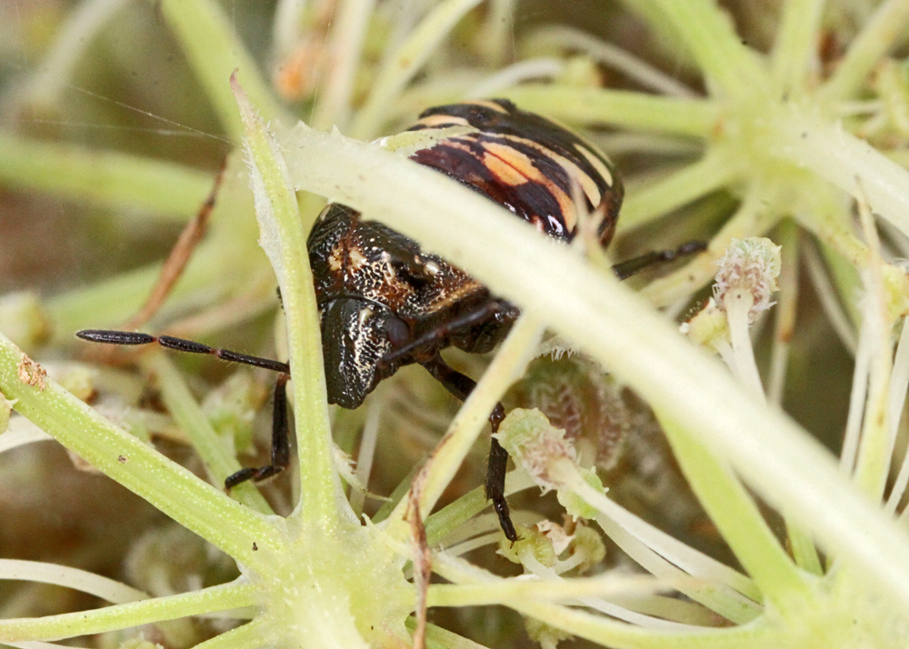 LD9042011MACROVJT239X1000.jpg