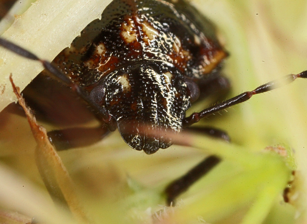 LD9042011MACROVJT239X1000.jpg