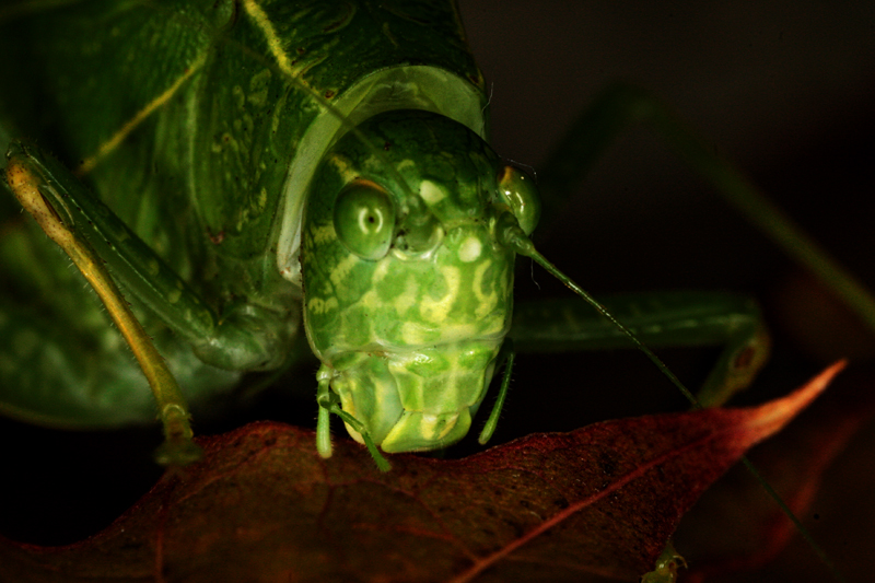 MACRO84.jpg