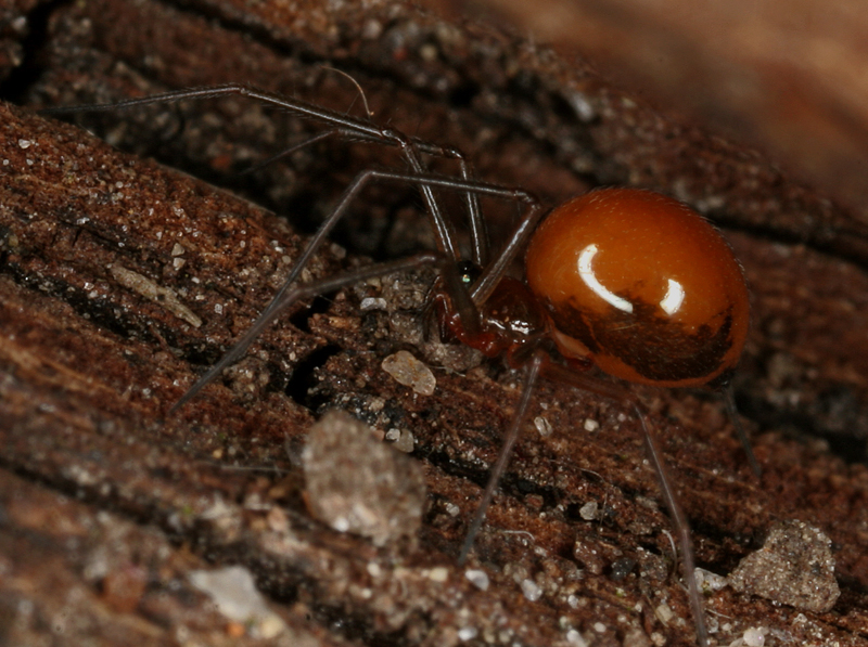 MACRO76.jpg