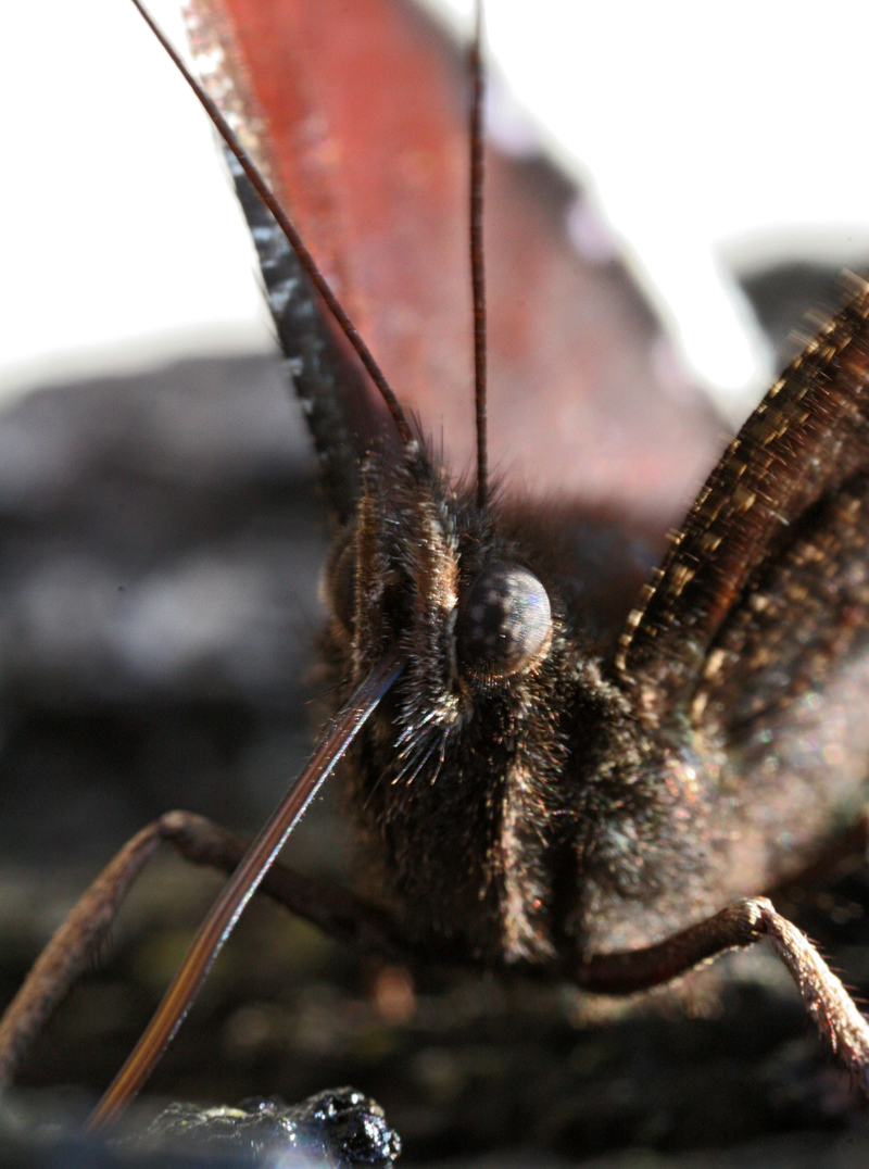 MACRO78.jpg