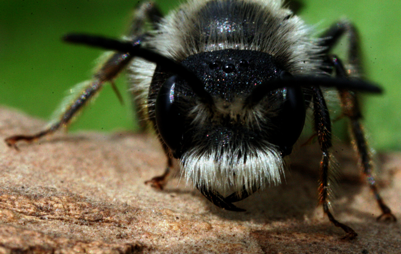 MACRO79.jpg