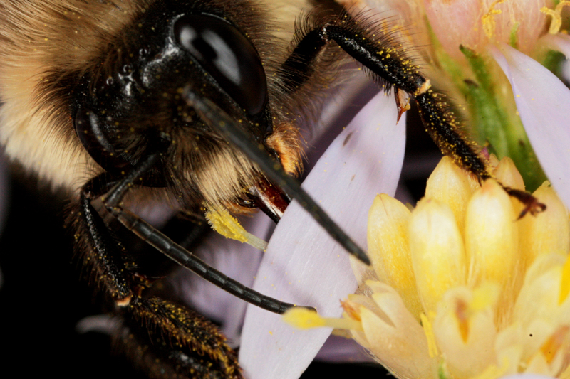 MACRO81.jpg