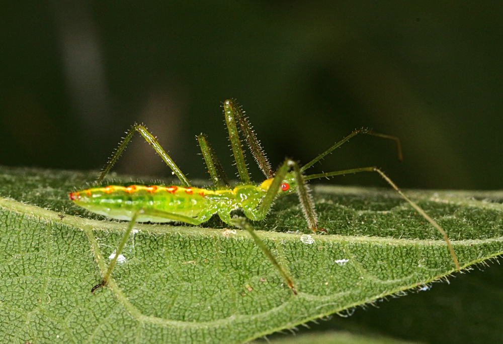 MACRO9172011VJT149X1000.jpg