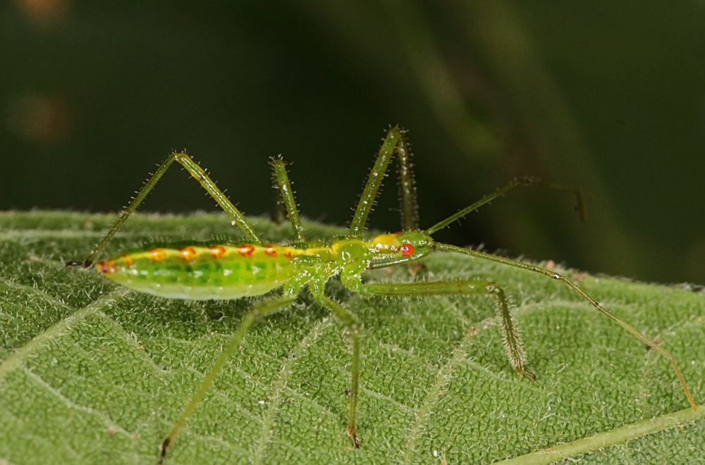 MACRO9172011VJT149X1000.jpg