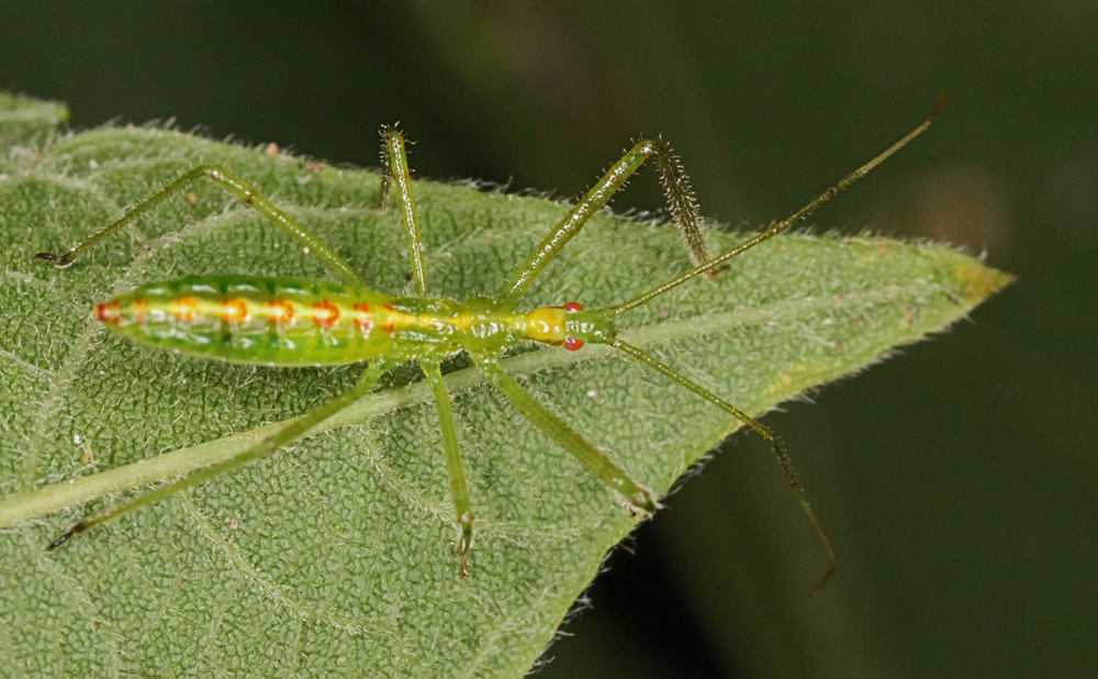 MACRO9172011VJT149X1000.jpg