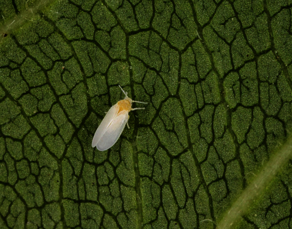 MACRO9172011VJT161x1000X1.jpg