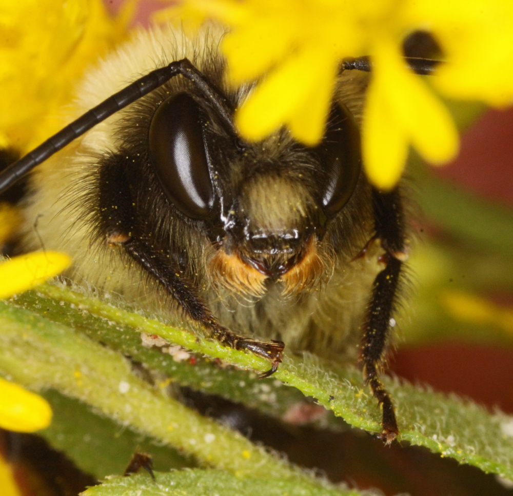 MACROBEE82520111.jpg