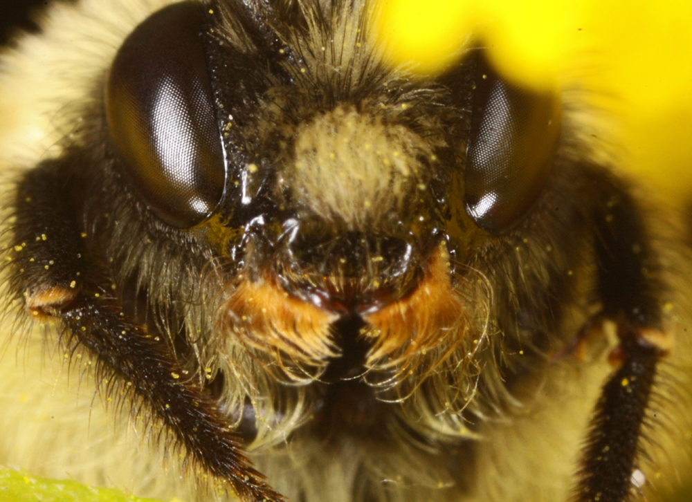 MACROBEE82520111.jpg