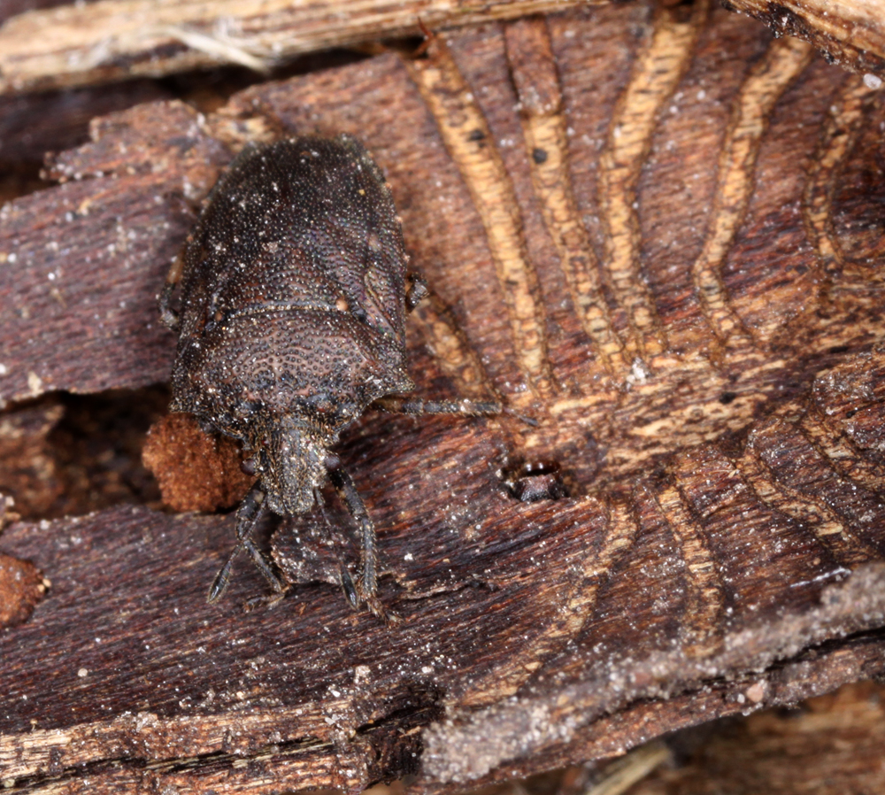 MACROHORICONMARSH5082011VJT010X1X1000.jpg