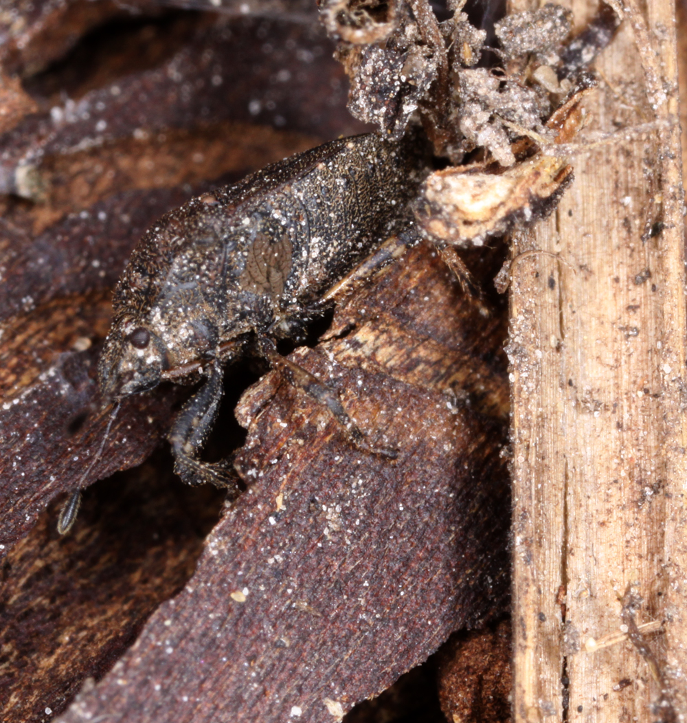 MACROHORICONMARSH5082011VJT012X1X1000.jpg