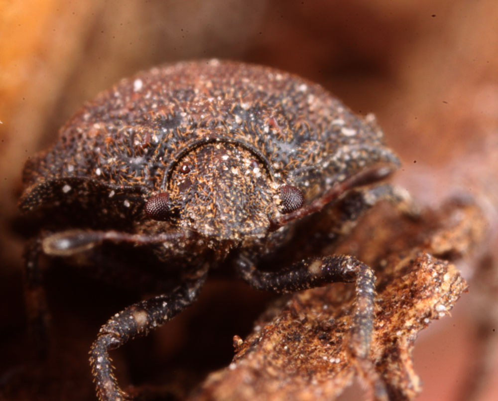 MACROHORICONMARSH5082011VJT029X3X1000.jpg