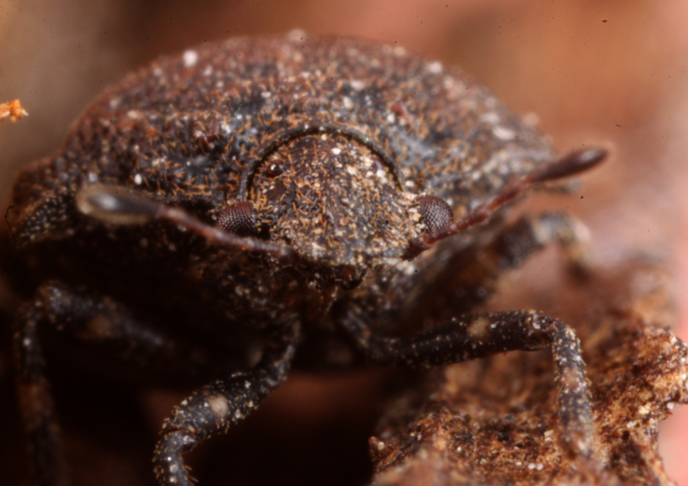 MACROHORICONMARSH5082011VJT030X4X1000.jpg
