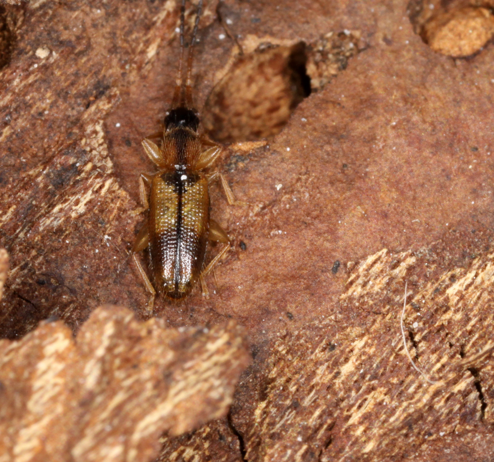 MACROHORICONMARSH5082011VJT046X1X1000.jpg