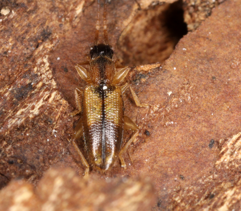 MACROHORICONMARSH5082011VJT047X2X1000.jpg