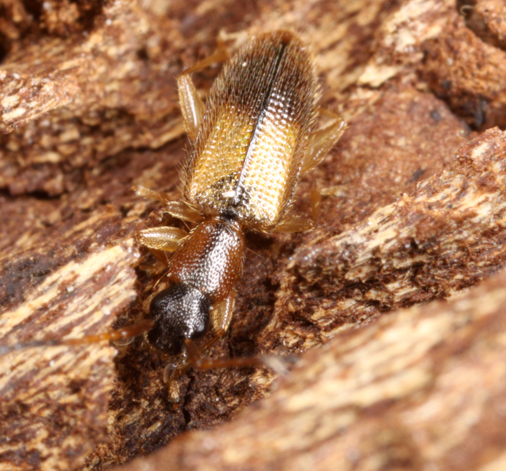 MACROHORICONMARSH5082011VJT049X3X1000.jpg