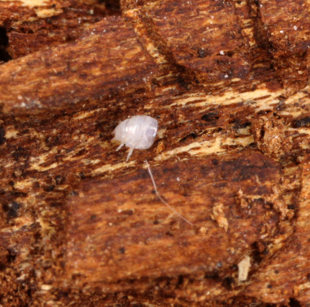 MACROHORICONMARSH5082011VJT061X1X1000.jpg