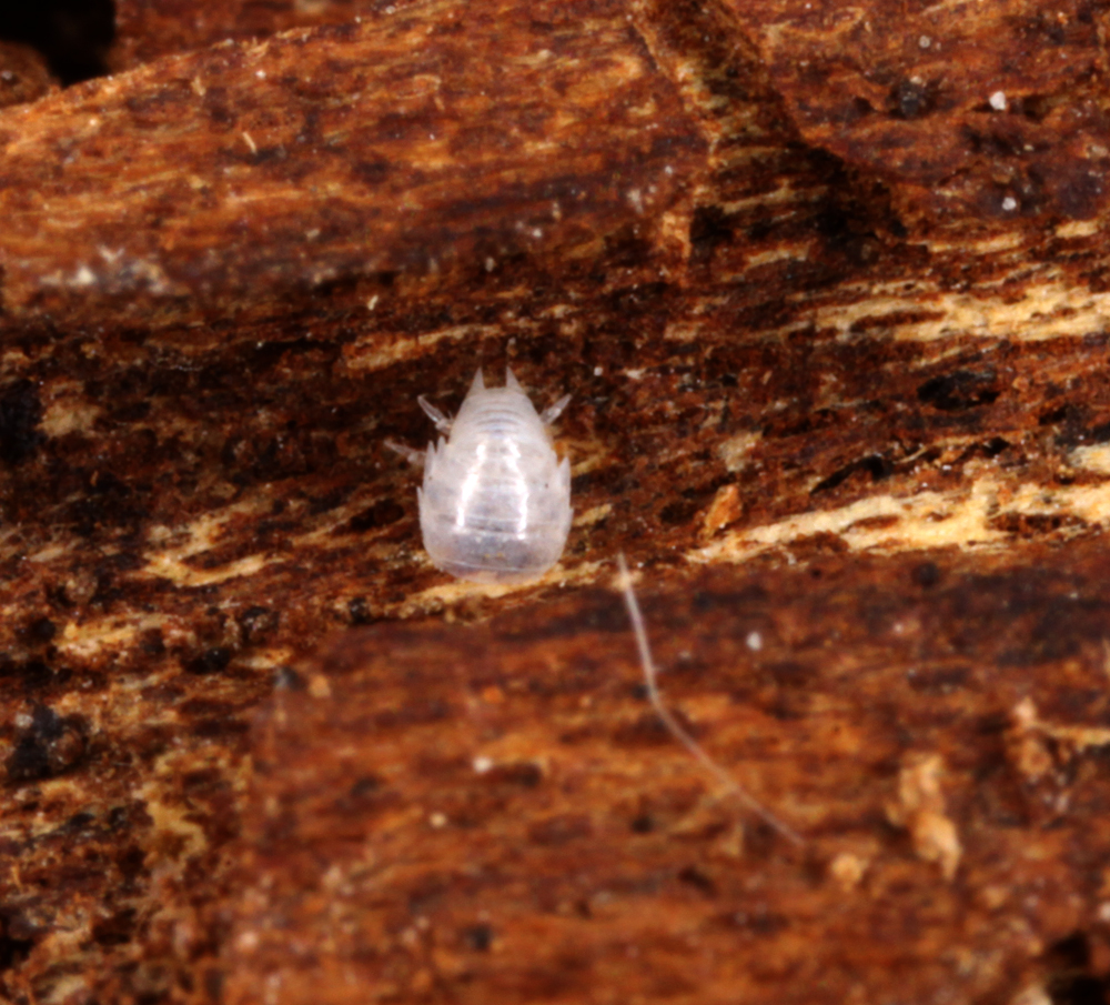 MACROHORICONMARSH5082011VJT062X2X1000.jpg