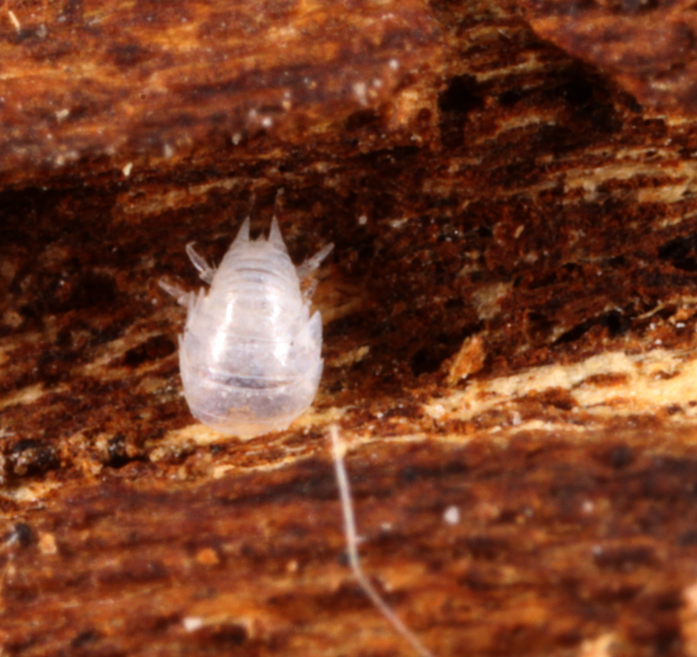 MACROHORICONMARSH5082011VJT068X3X1000.jpg