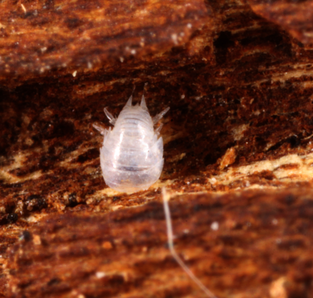 MACROHORICONMARSH5082011VJT070X4X1000.jpg