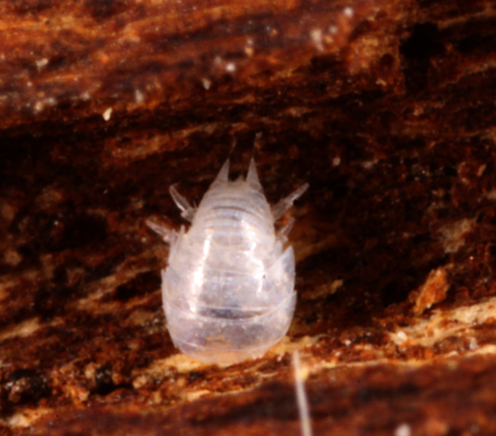 MACROHORICONMARSH5082011VJT071X5X100.jpg