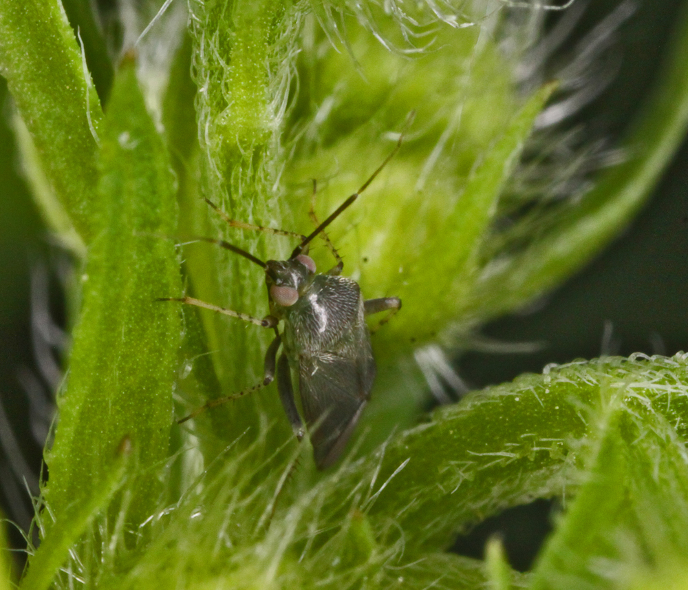 MACROVRERNON6252011VJT055x1000.jpg