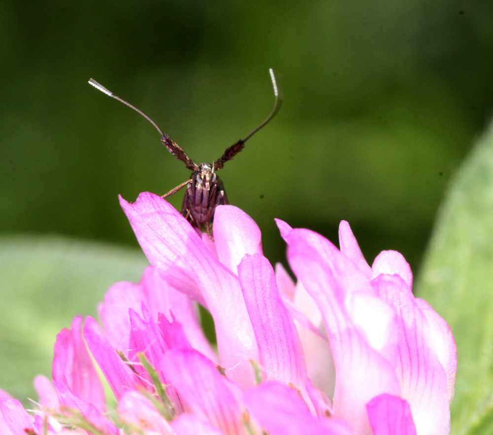 MACROVRERNON6252011VJT103X1000.jpg