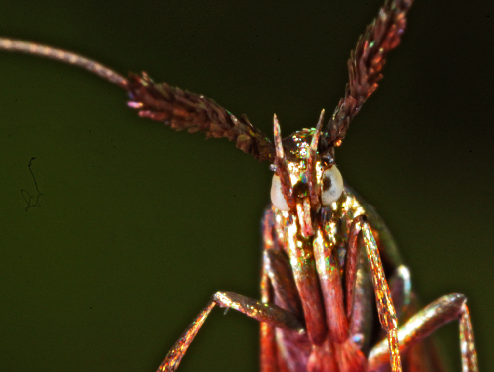 MACROVRERNON6252011VJT117X11000.jpg