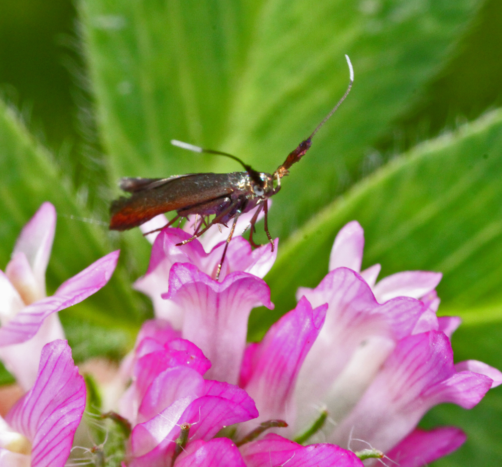 MACROVRERNON6252011VJT118X1000.jpg