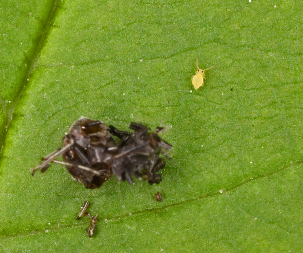 MACROVRERNON6252011VJT185X1000.jpg