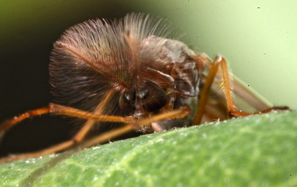 MLFMACRO8042011VJt096x1000.jpg