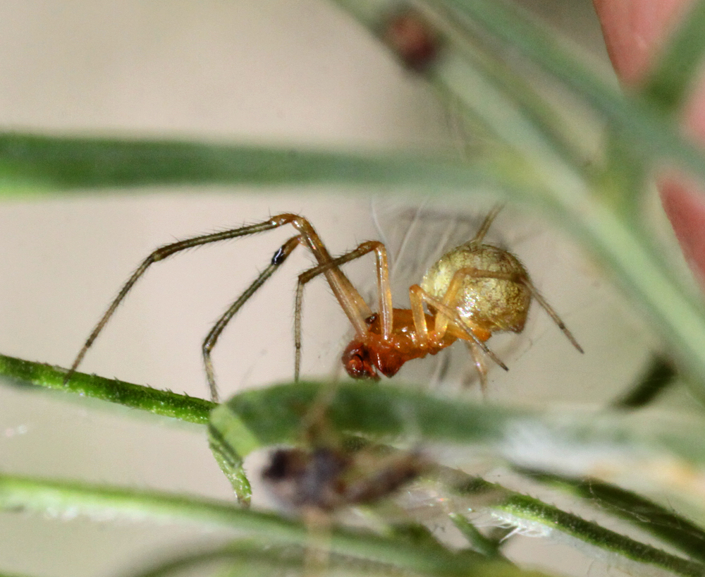 MLFMACRO8042011VJt096x1000.jpg