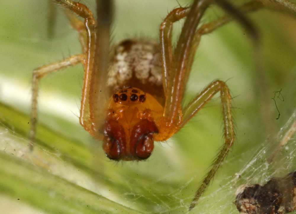 MLFMACRO8042011VJt096x1000.jpg