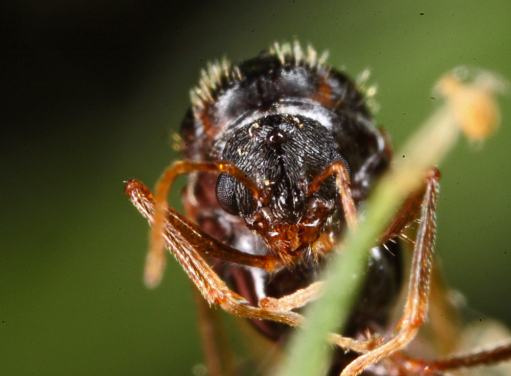 MLFMACRO8042011VJt096x1000.jpg