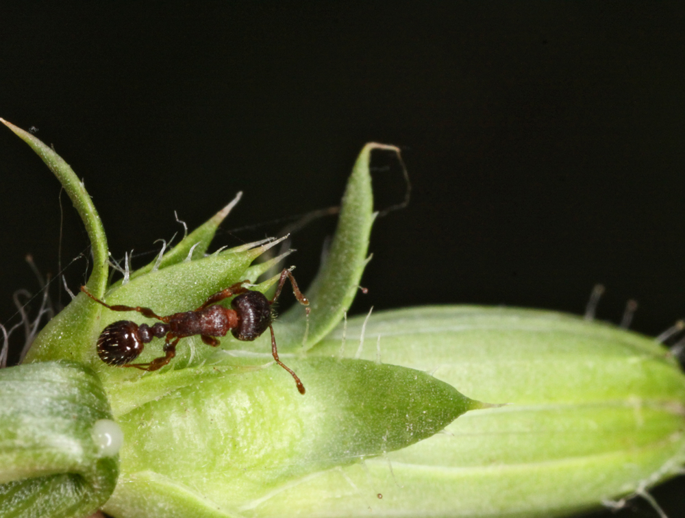 MLFMACRO8042011VJt096x1000.jpg