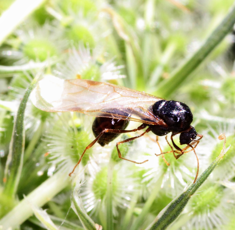 MLFMACRO8042011VJt096x1000.jpg