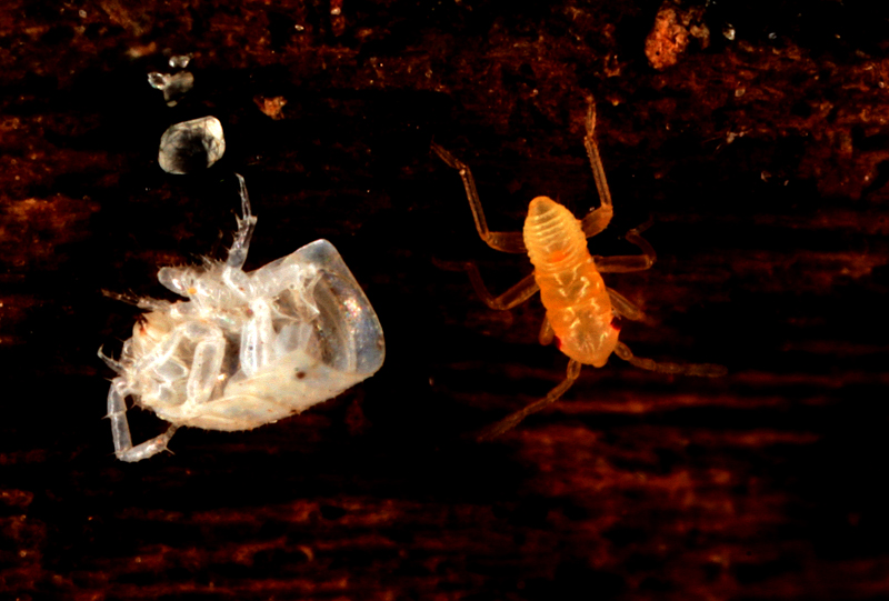 Macro61.jpg