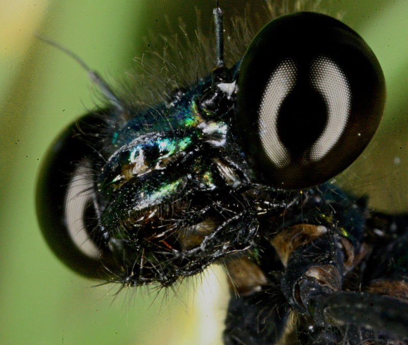 Macro8003.jpg