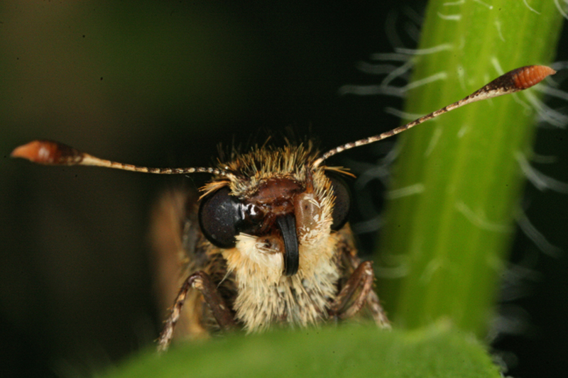 Macro89.jpg