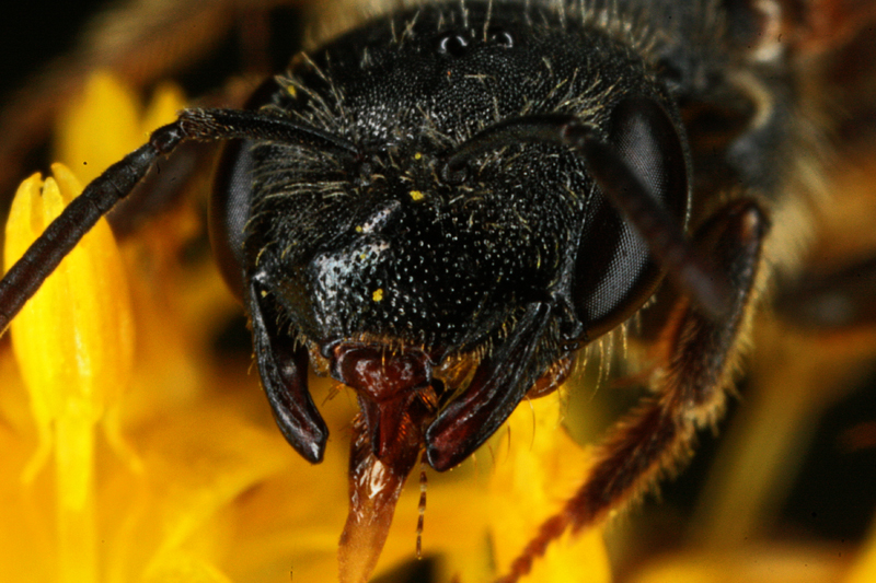 Macro95.jpg