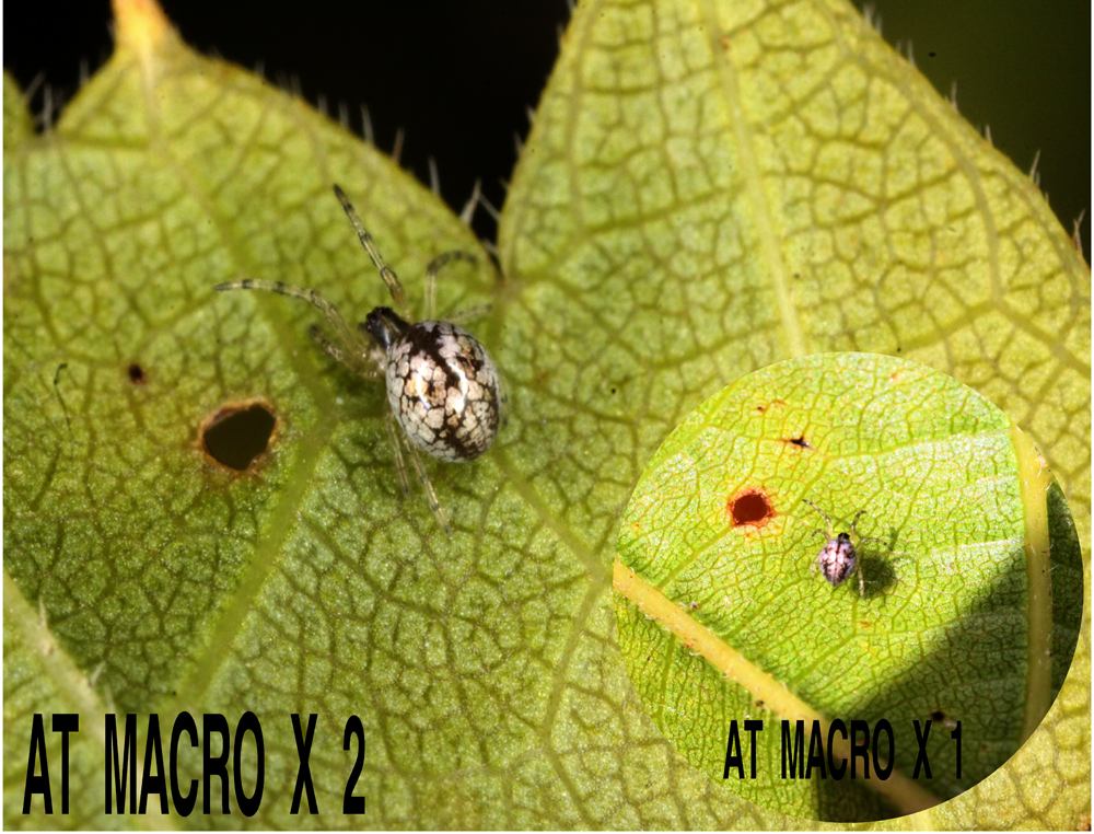 Poster4X1000.jpg