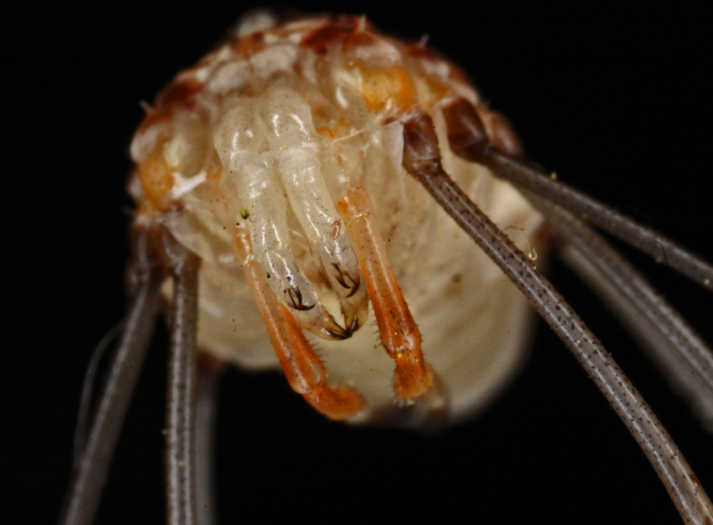 VERNON7022011MACROVJT106X1000.jpg