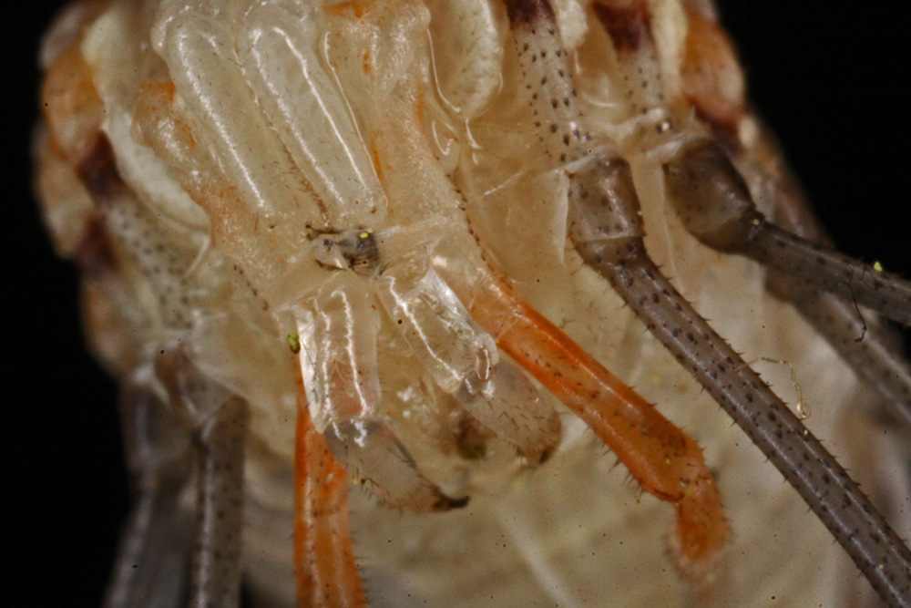 VERNON7022011MACROVJT106X1000.jpg