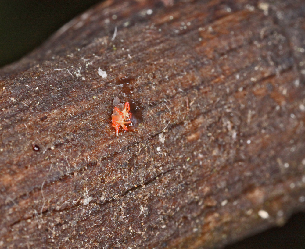 VERNONMARSH6122011MACROVJT217x1000.jpg