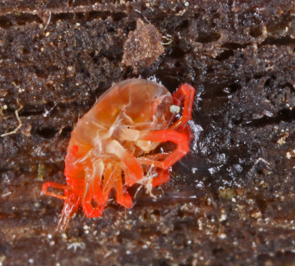VERNONMARSH6122011MACROVJT237x1000.jpg