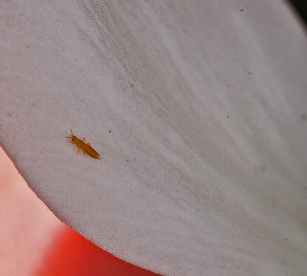 VERNONMARSH6122011MACROVJT259X1000.jpg