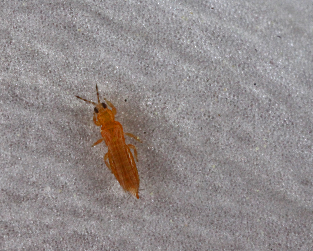 VERNONMARSH6122011MACROVJT264X1000.jpg