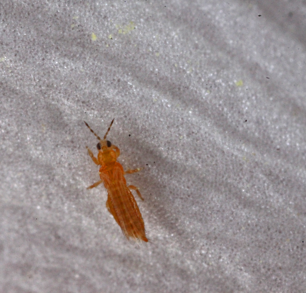 VERNONMARSH6122011MACROVJT271X1000.jpg