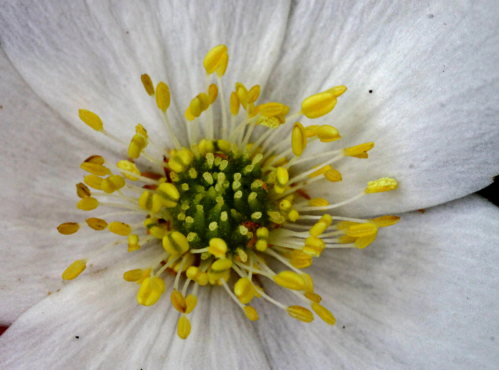 VERNONMARSH6122011MACROVJT275X1000.jpg